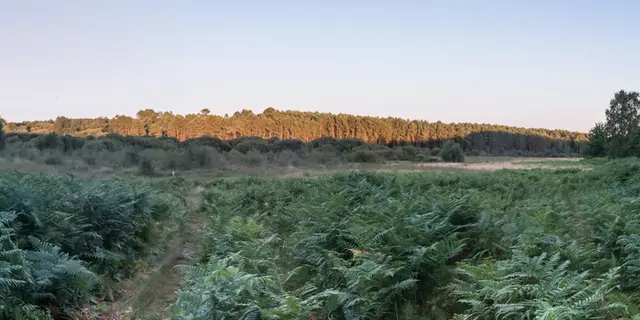 TOURBIERES DE SÉRENT