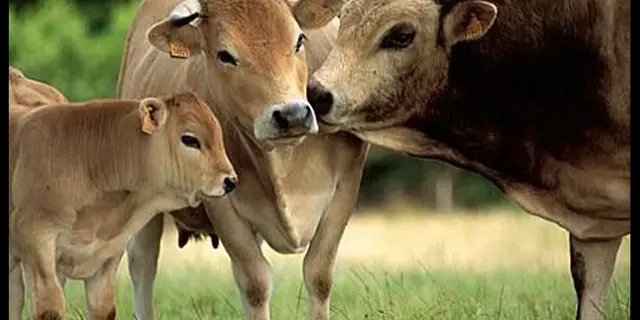 Viande de boeuf