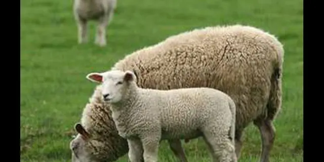 agneau