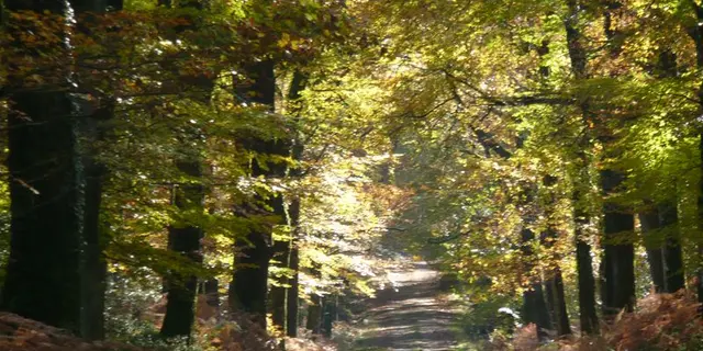 Le Cannée