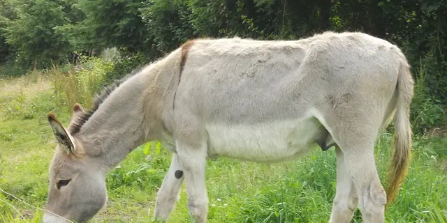 Roulotte-la-Houssaie - Sérent - Brocéliande