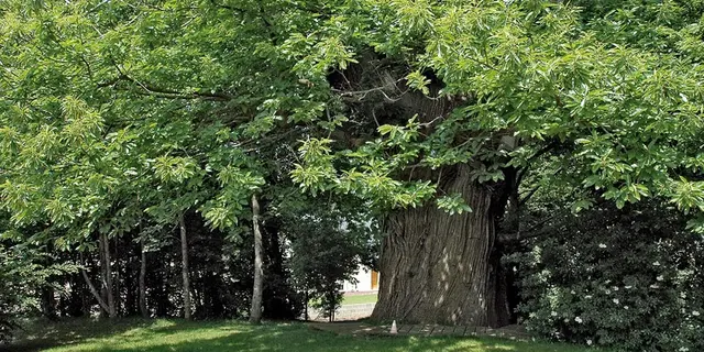 Chataignier du Pas aux Biches - Campénéac - arbre remarquable - Bretagne