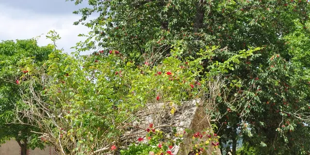 Chateau Morinais (5)