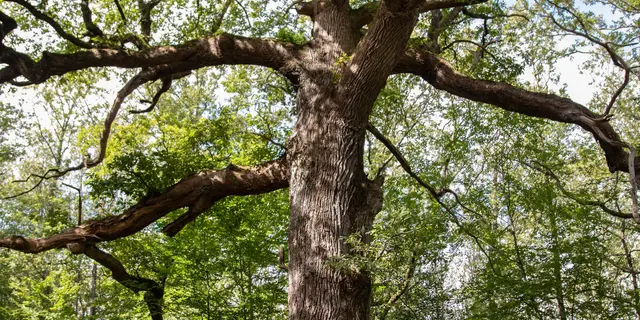 Chêne des Hindrés ©Noëlla Pennanech - Destination Brocéliande16