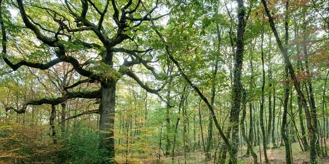Chene des Hindres CRT