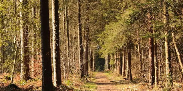 Forêt de Montfort
