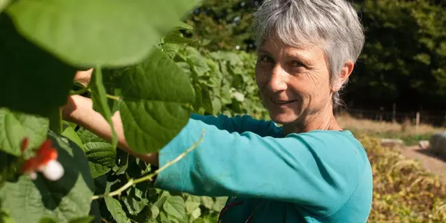 Corinne cueille les haricots verts