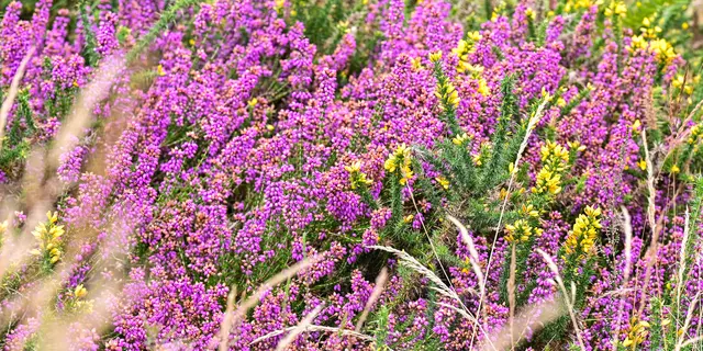 Les Landes de Monteneuf