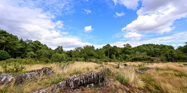 Les Landes de Monteneuf