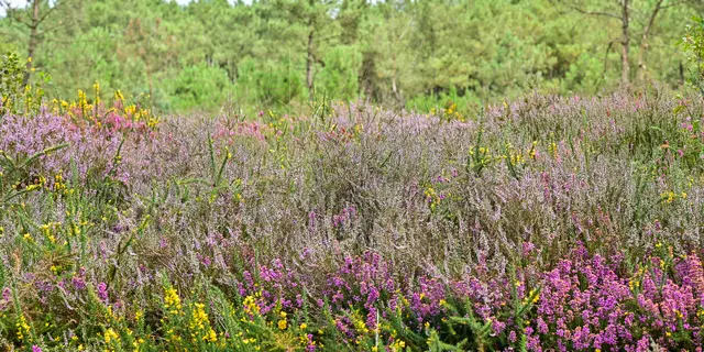 Les Landes de Monteneuf