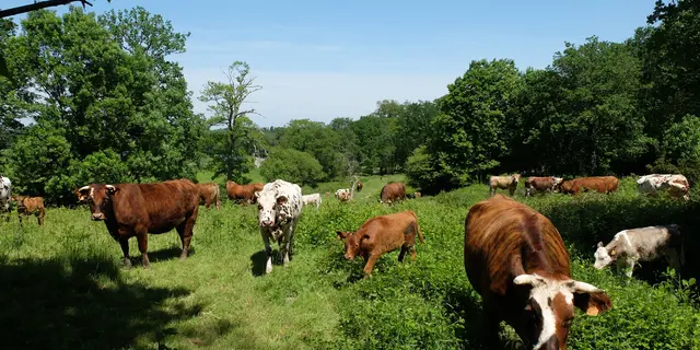 Vaches