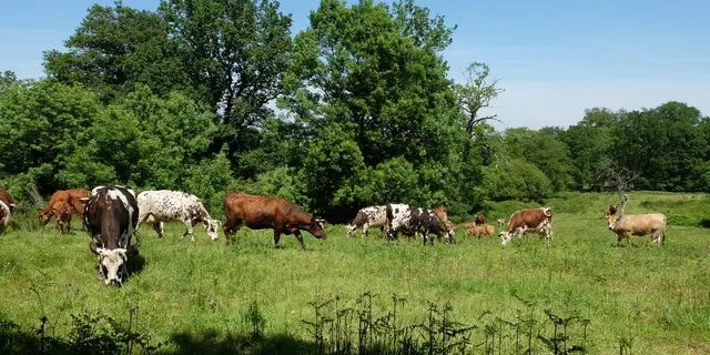 Vaches