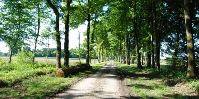 Domaine des Hayes_Maxent_Léquinais Familial_allée