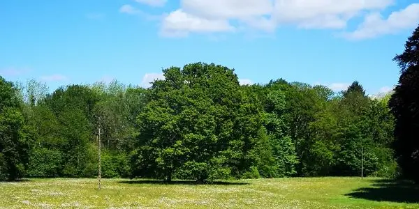 Domaine des Longrais_St Thurial_chênes centenaires