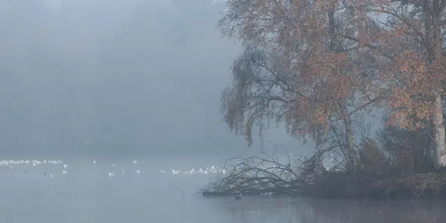 Etang de Blavon Bédée