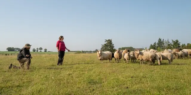 maraicher bio - brebis- Gourhert - Ploërmel