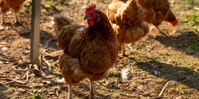 maraicher bio - poules - Gourhert - Ploërmel