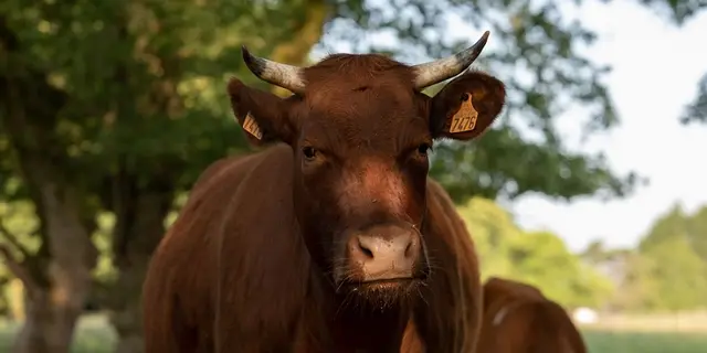 maraicher bio - boeufs - Gourhert - Ploërmel