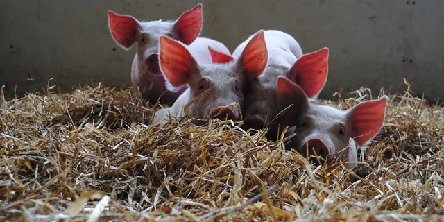 Ferme de Brénature