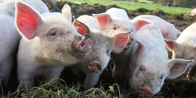 Ferme de Brénature