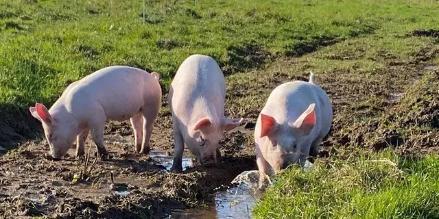 Ferme de Brénature