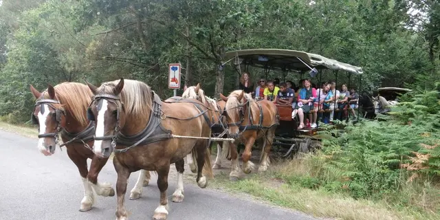 Ferme-équestre-Landelle-Porcaro-Brocéliande-Bretagne