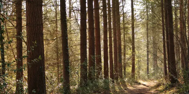 Forêt Montfort-sur-Meu automne