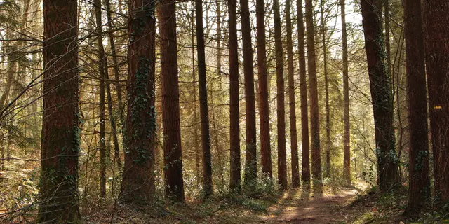 Forêt de Montfort-sur-Meu