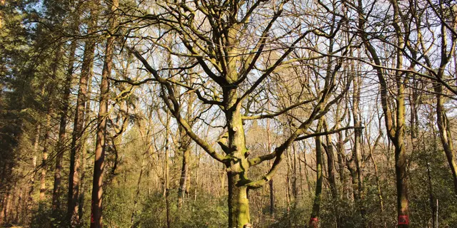 Forêt Montfort-sur-Meu automne