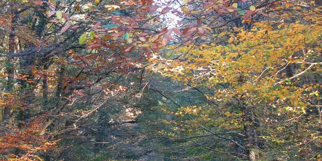 Foret Montauban (1)