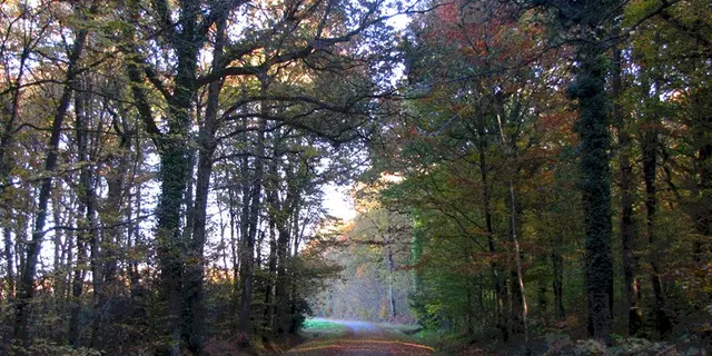Foret Montauban (2)