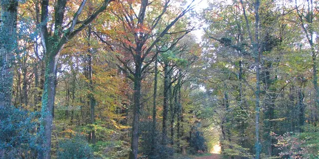 Foret Montauban (3)