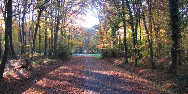 Foret Montauban (4)