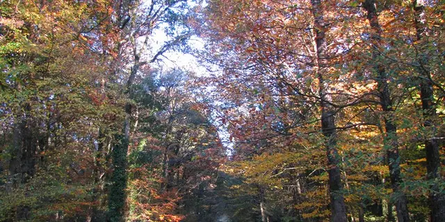 Foret Montauban