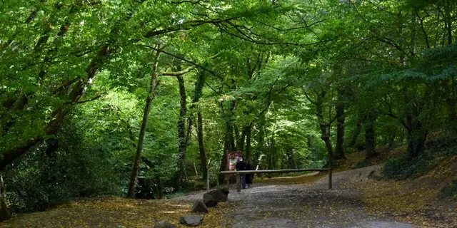 Forêt de Brocéliande_Paimpont