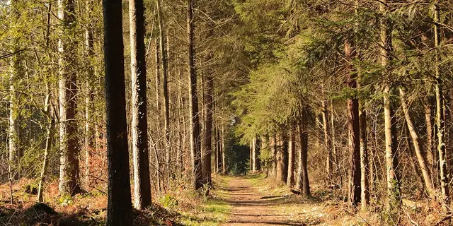 Forêt de Montfort-sur-Meu