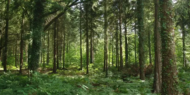 Forêt de Montfort sur Meu