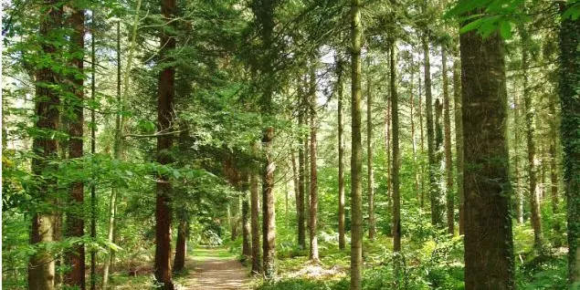 Forêt de Montfort-sur-Meu Petite Cité de Caractère Bretagne Brocéliande ©office de tourisme Lac de Trémelin