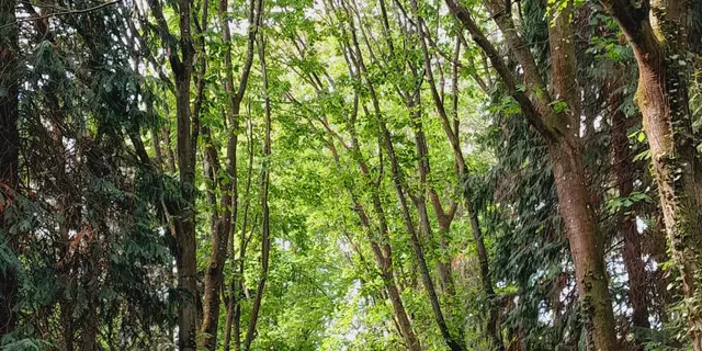 Forêt de Montfort