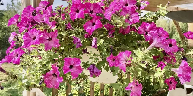 Fleur