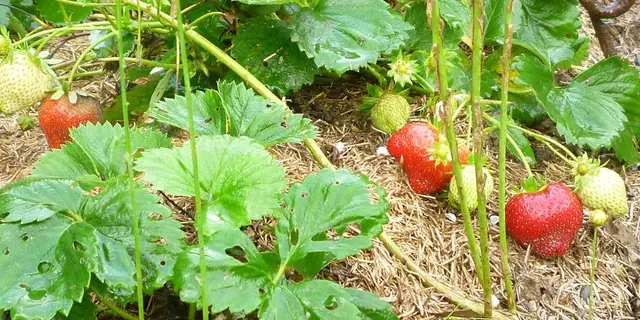 Fraises au jardin
