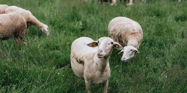 GAEC Lait Berbis du Broutay - La Croix-Helléan