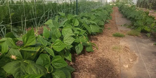 Ferme Graines de vie - Guégon - Morbihan