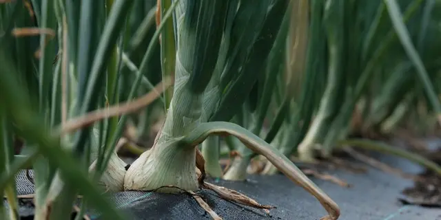 Ferme Graines de vie - Guégon - Morbihan