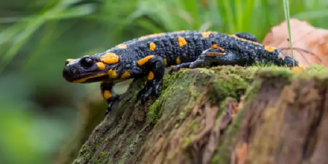 sortie_nature_salamandre_reveil_dragons_Concoret_DestinationBrocéliande