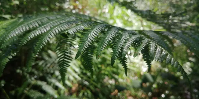 Forêt Montfort-sur-Meu