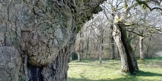 Chênes creux de la Chapelle de Kerméant - Néant sur Yvel