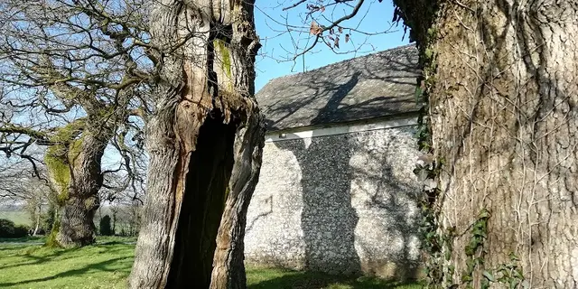 Chênes creux de la Chapelle de Kerméant - Néant sur Yvel
