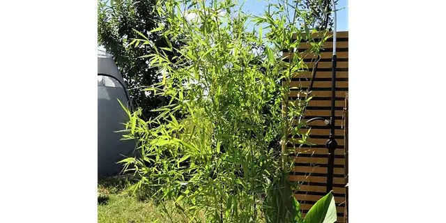 IMG_4136 - Copie