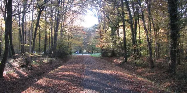 Foret de Montauban de Bretagne